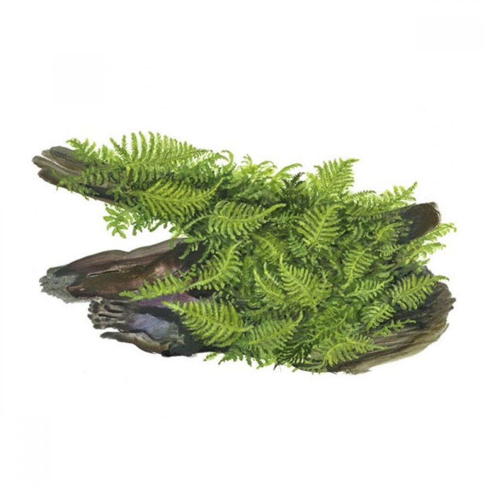 Vesicularia montagnei / christmas moss 5 gr