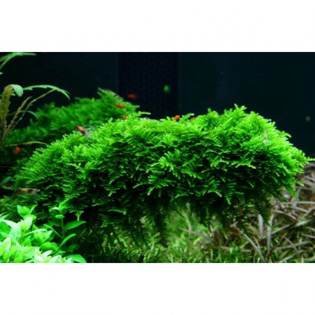 Vesicularia montagnei / christmas moss 5 gr