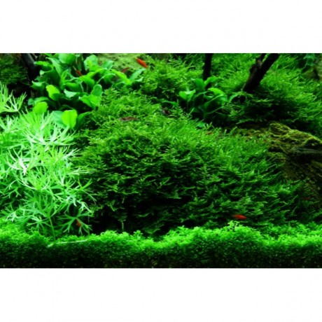 Vesicularia montagnei / christmas moss 5 gr