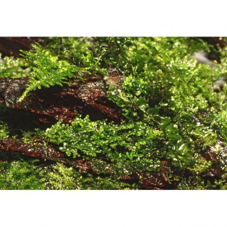 Riccardia chamedryfolia / mini pellia 5 gr