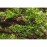 Riccardia chamedryfolia / mini pellia 5 gr