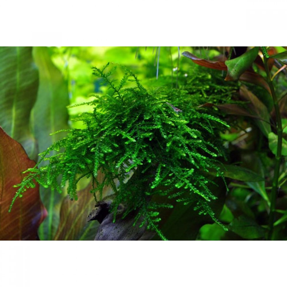 Vesicularia ferriei / weeping moss 5 gr