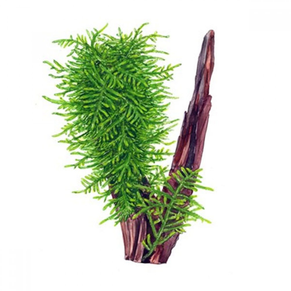 Taxiphyllum spiky moss 5 gr