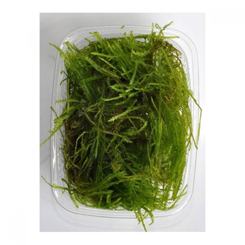 Vesicularia anchor / weeping tropica moss 5 gr