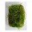 Vesicularia anchor / weeping tropica moss 5 gr