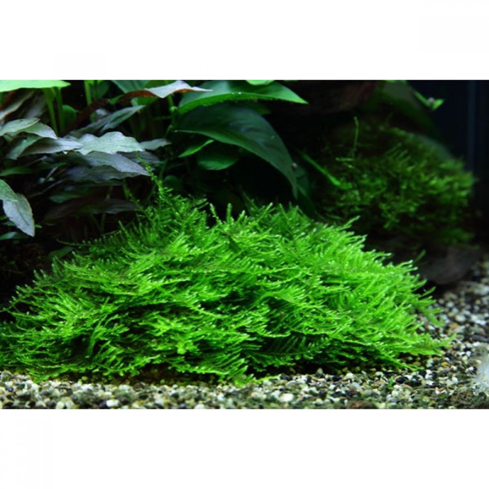 Vesicularia anchor / weeping tropica moss 5 gr