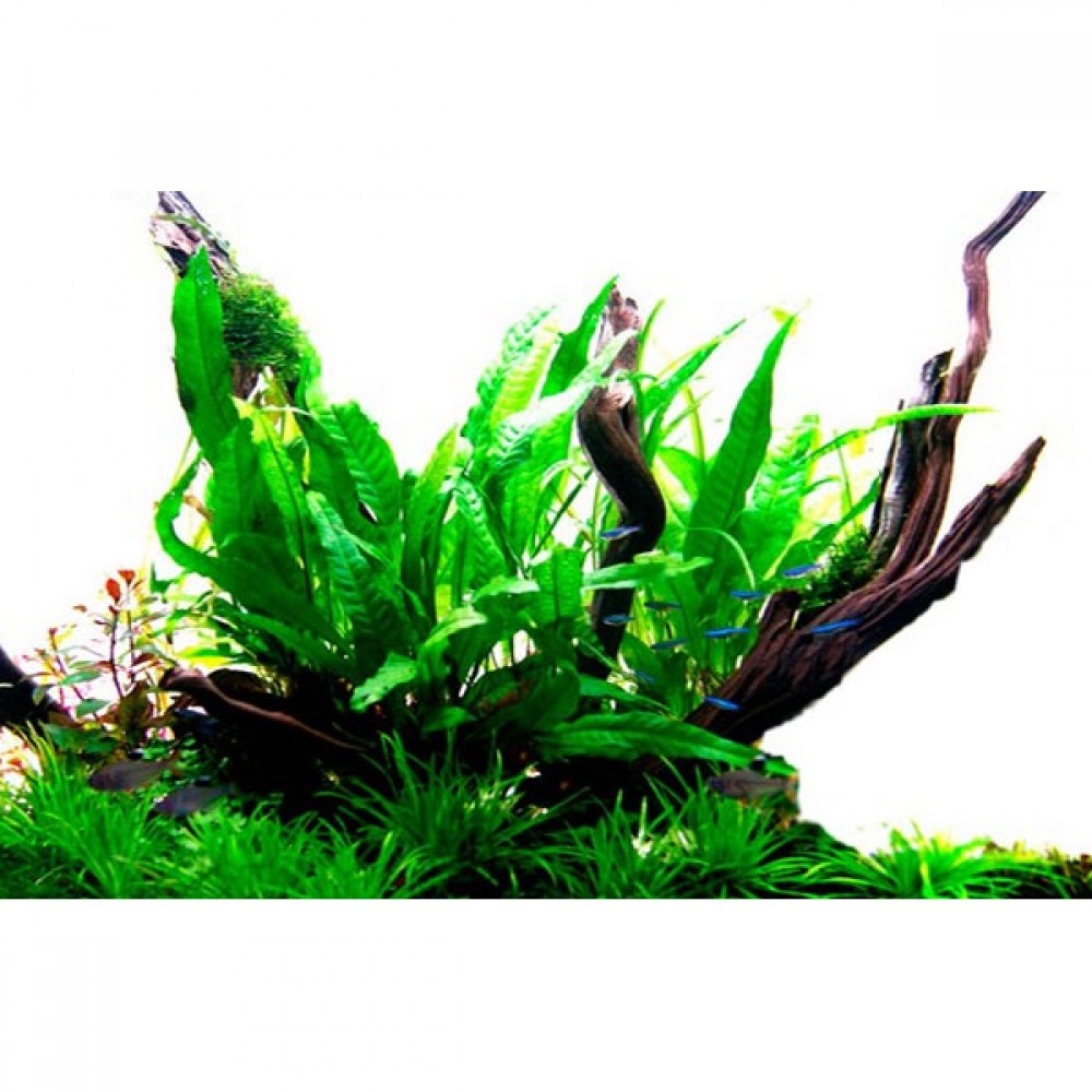 Microsorum pteropus giganteus (Java fern) BUKET