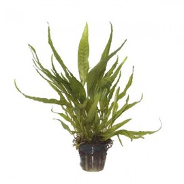 Microsorum pteropus TEK RİZOM