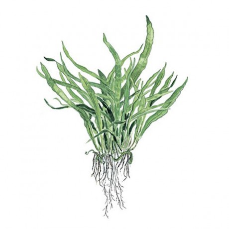 Microsorum pteropus narrow ADET