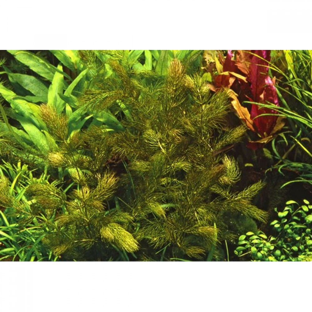 Ceratophyllum demersum foxtail (Tilki Kuyruğu)