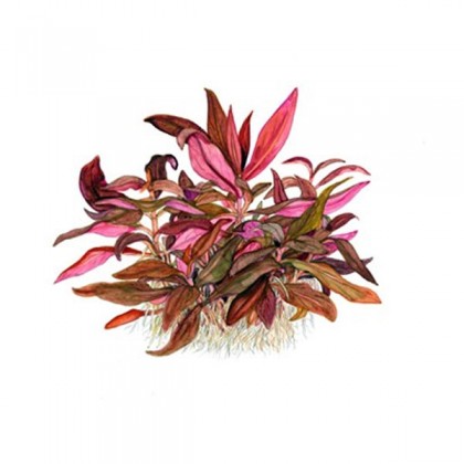 Alternanthera reineckii mini SAKSI