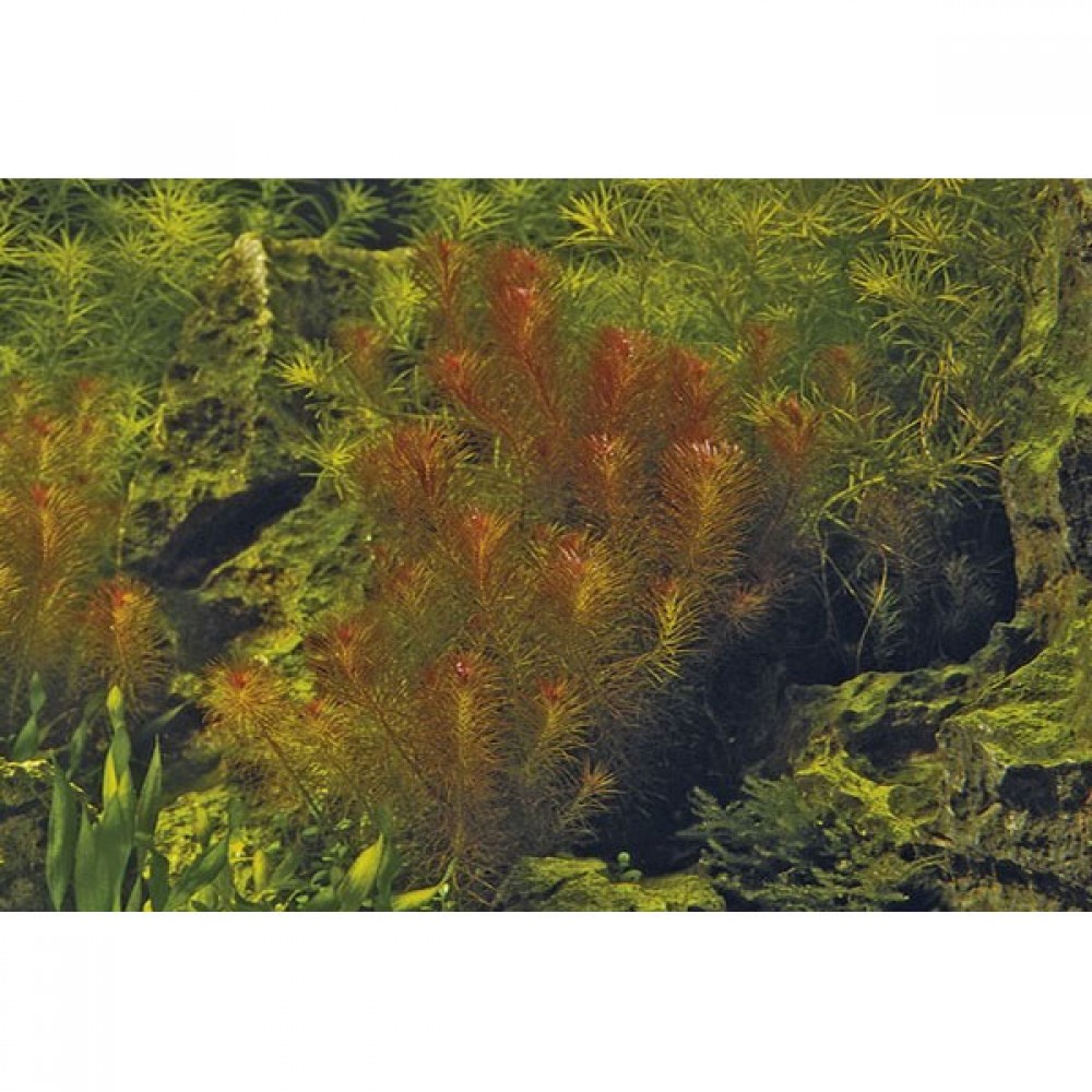Rotala wallichii ADET