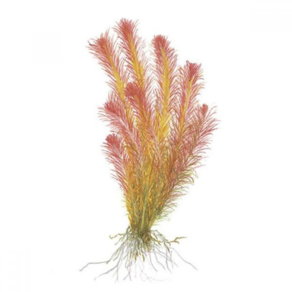 Rotala wallichii DEMET