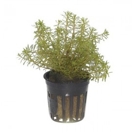 Rotala wallichii SAKSI