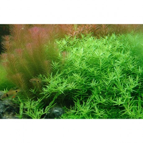 Rotala indica green ADET