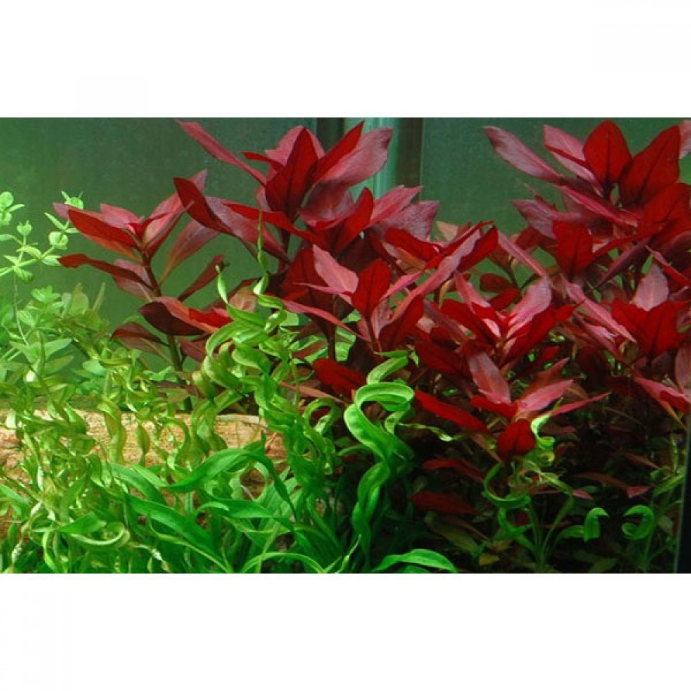 Ludwigia repens SAKSI