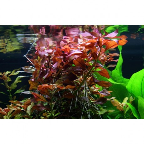 Ludwigia repens SAKSI