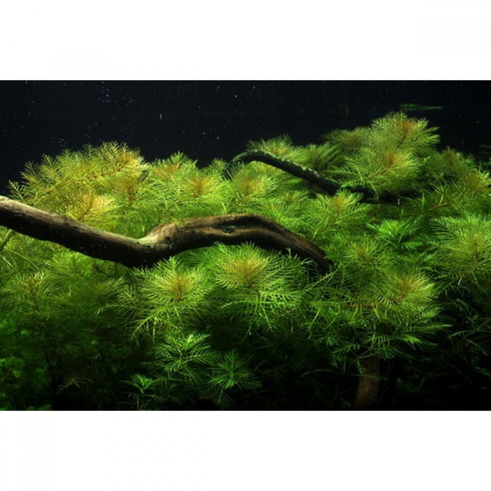 Myriophyllum aquatica SAKSI