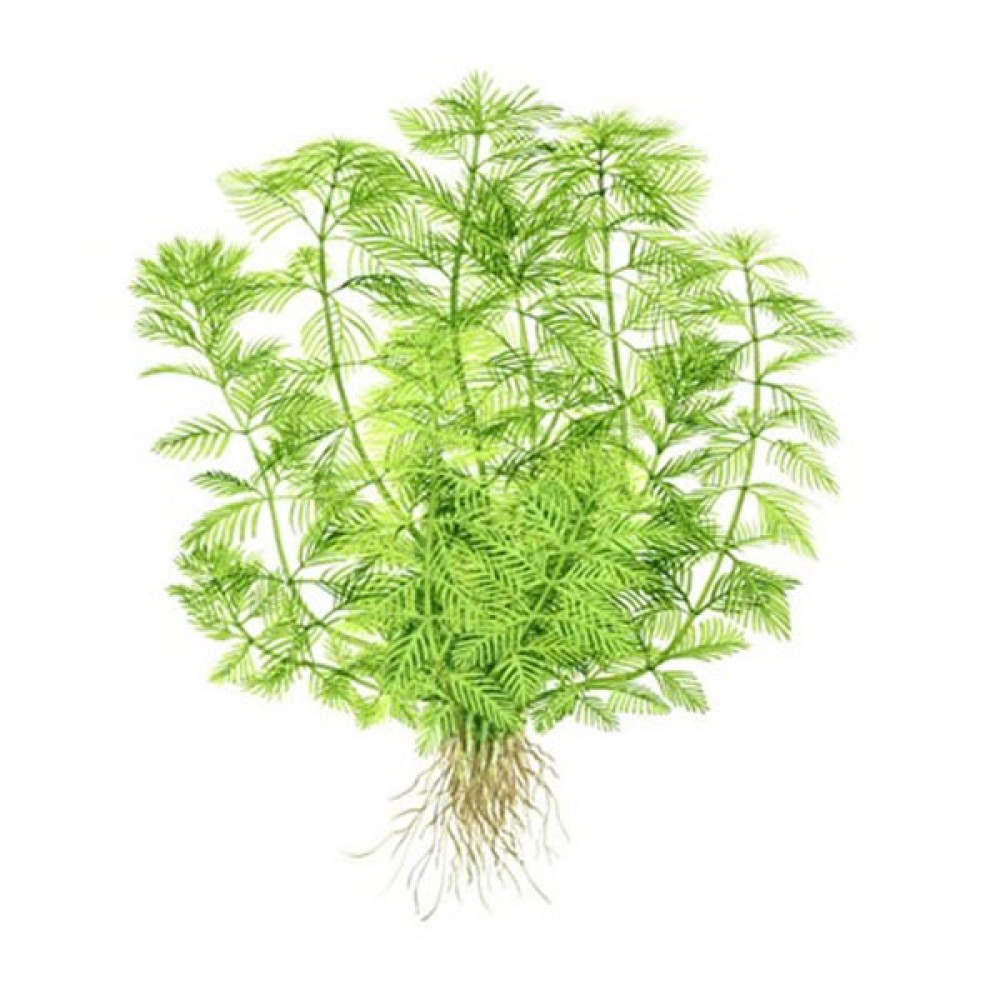 Myriophyllum aquatica SAKSI