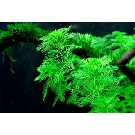 Myriophyllum aquatica SAKSI