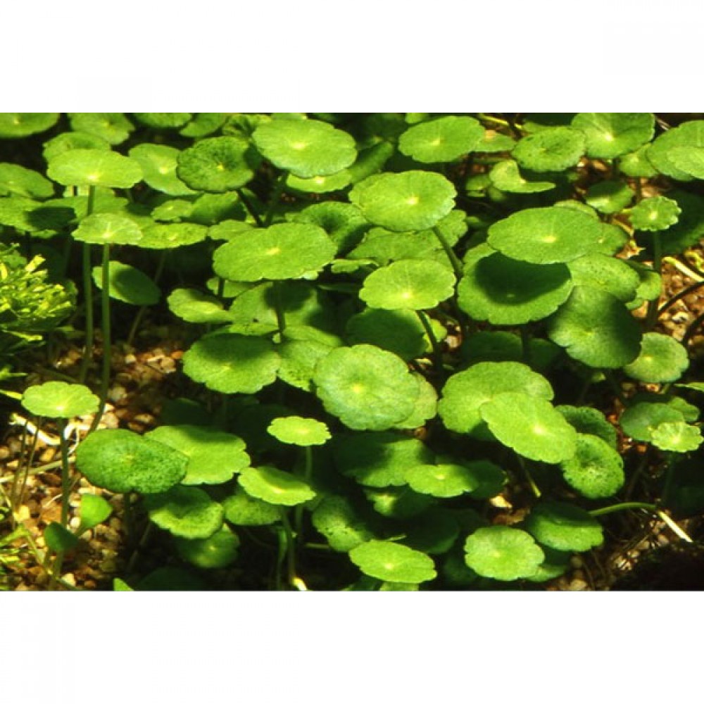 Hydrocotyle verticillata ADET