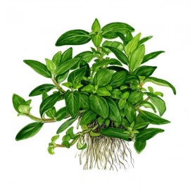 Staurogyne repens TEK KÖK