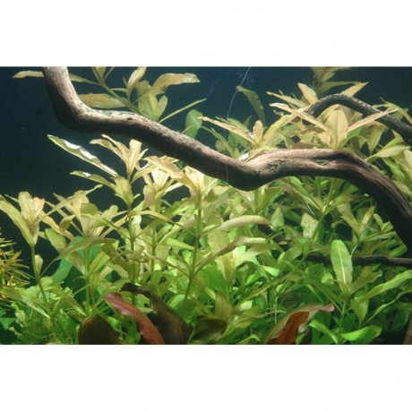 Hygrophila polysperma (Zeytin) ADET