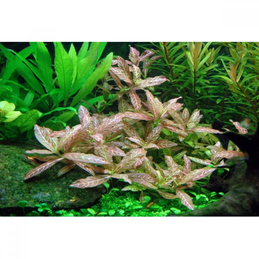 Hygrophila rosanervis SAKSI