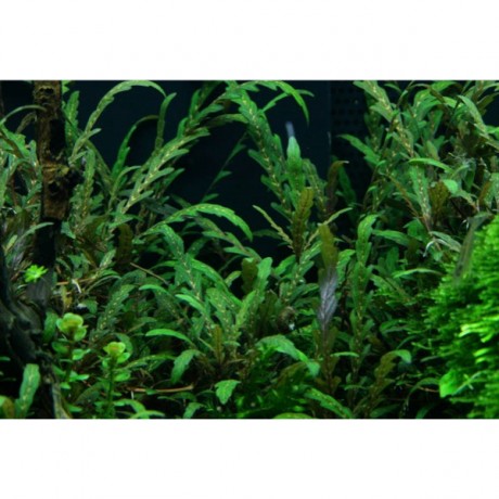 Hygrophila pinnatifida SAKSI