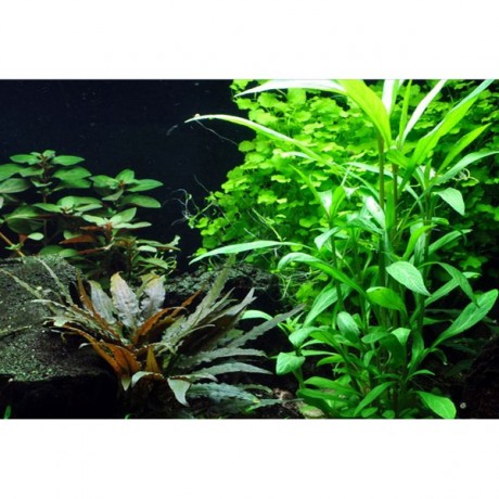 Hygrophila corymbosa angustifolia SAKSI