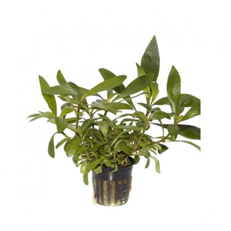 Hygrophila corymbosa angustifolia SAKSI