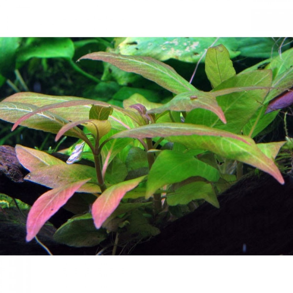 Hygrophila compact ADET