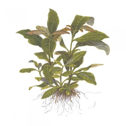 Hygrophila corymbosa (Limon) ADET