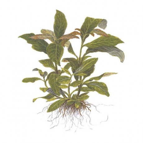 Hygrophila corymbosa (Limon) ADET