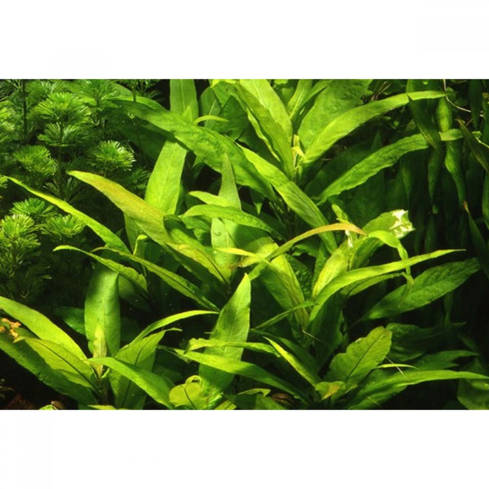 Hygrophila siamensis ADET