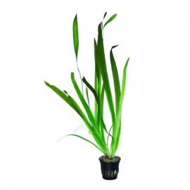 Vallisneria americana (gigantea)