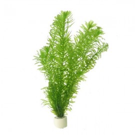 Tropica Egeria Densa (Elodea)
