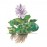 Eichhornia crassipes ADET