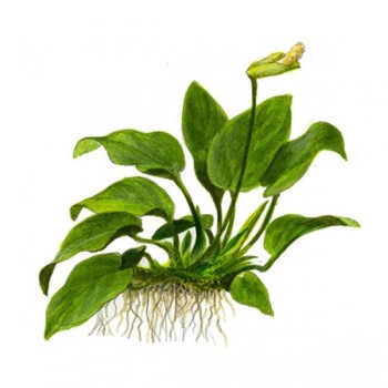 Anubias barteri var nana bonsai ADET