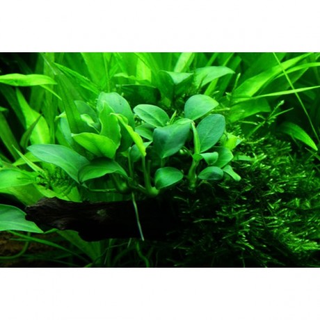 Anubias barteri var. nana TEK RİZOM