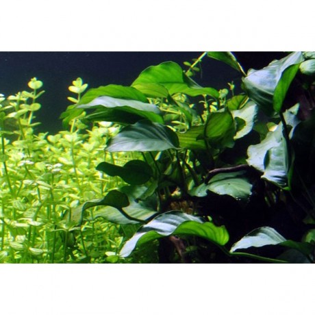 Anubias barteri var. barteri TEK RİZOM