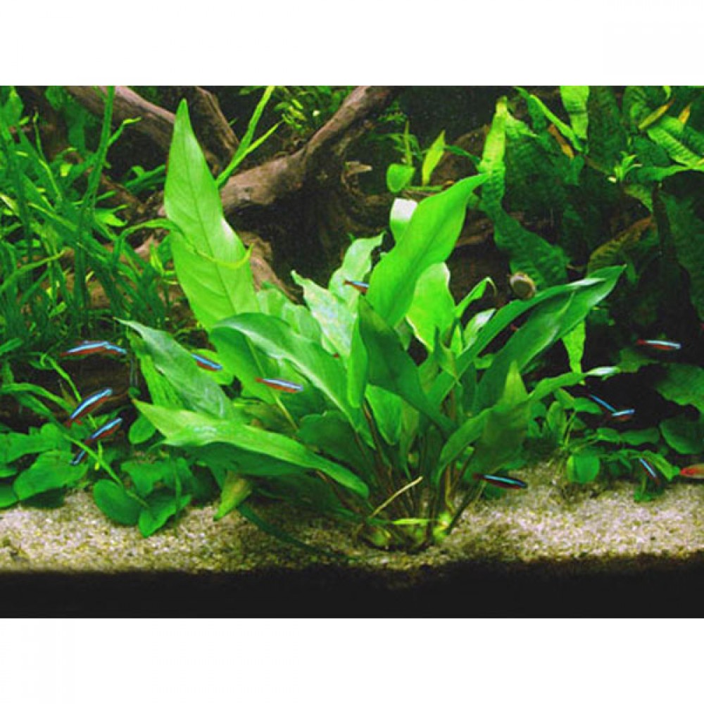 Anubias minima EXVITRO