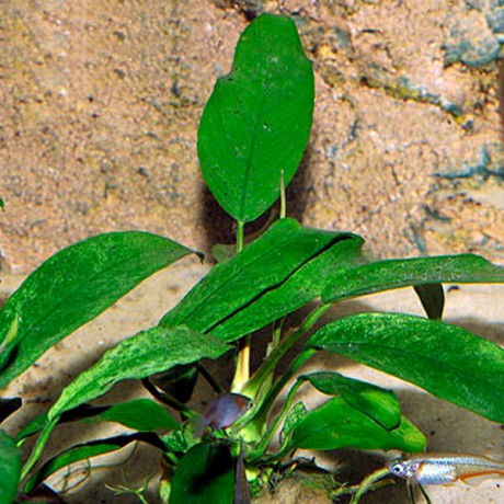 Anubias minima EXVITRO