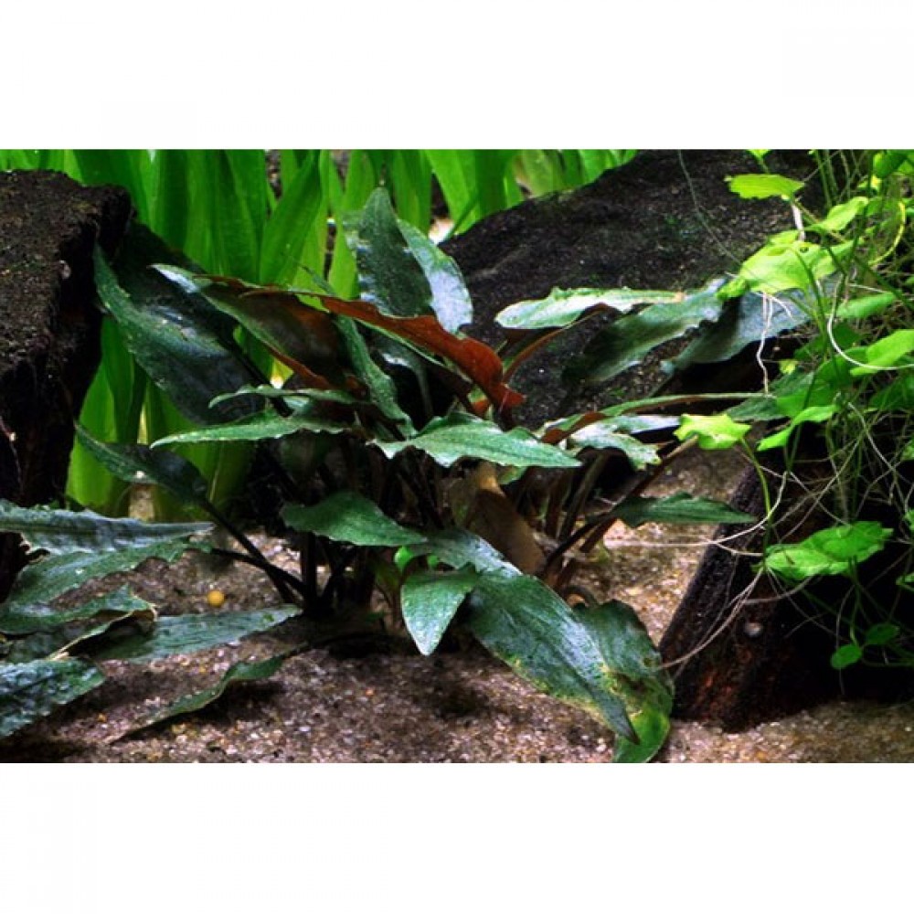 Cryptocoryne beckettii ADET