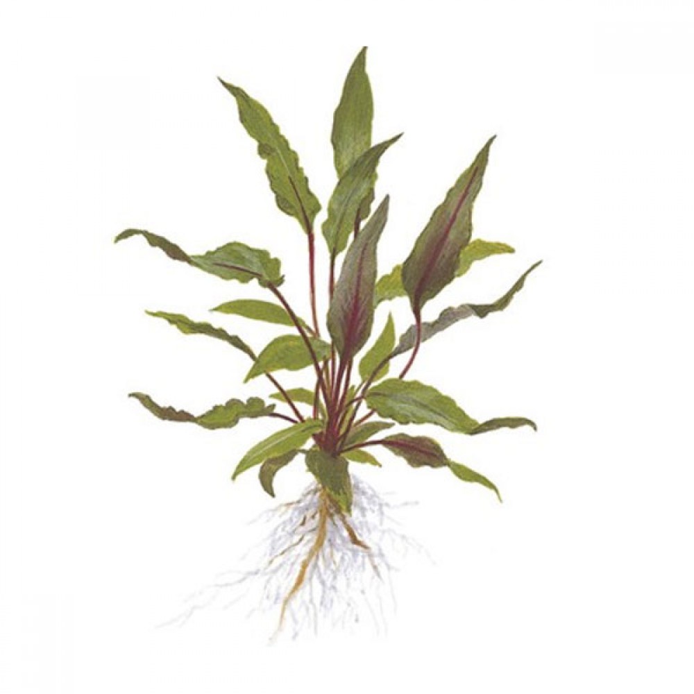 Cryptocoryne beckettii SAKSI