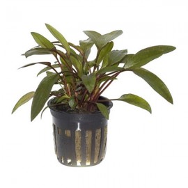 Cryptocoryne beckettii petchii SAKSI