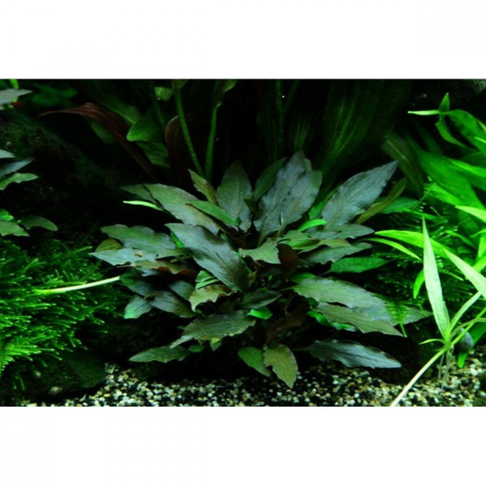 Cryptocoryne beckettii ADET