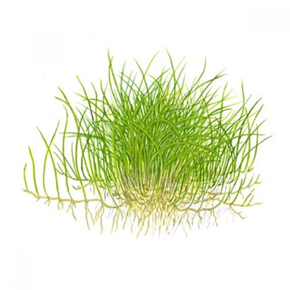 Eleocharis parvulus mini T/C CUP