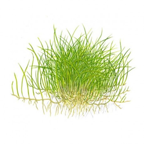 Eleocharis parvulus mini T/C CUP