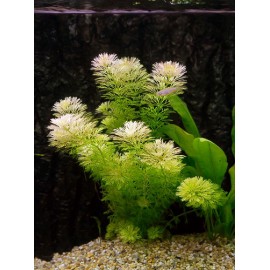 Limnophila Heterophylla